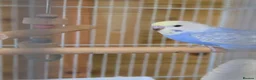 Budgerigars birds for sale: Baby Boy Rainbow Budgie - Advert 4
