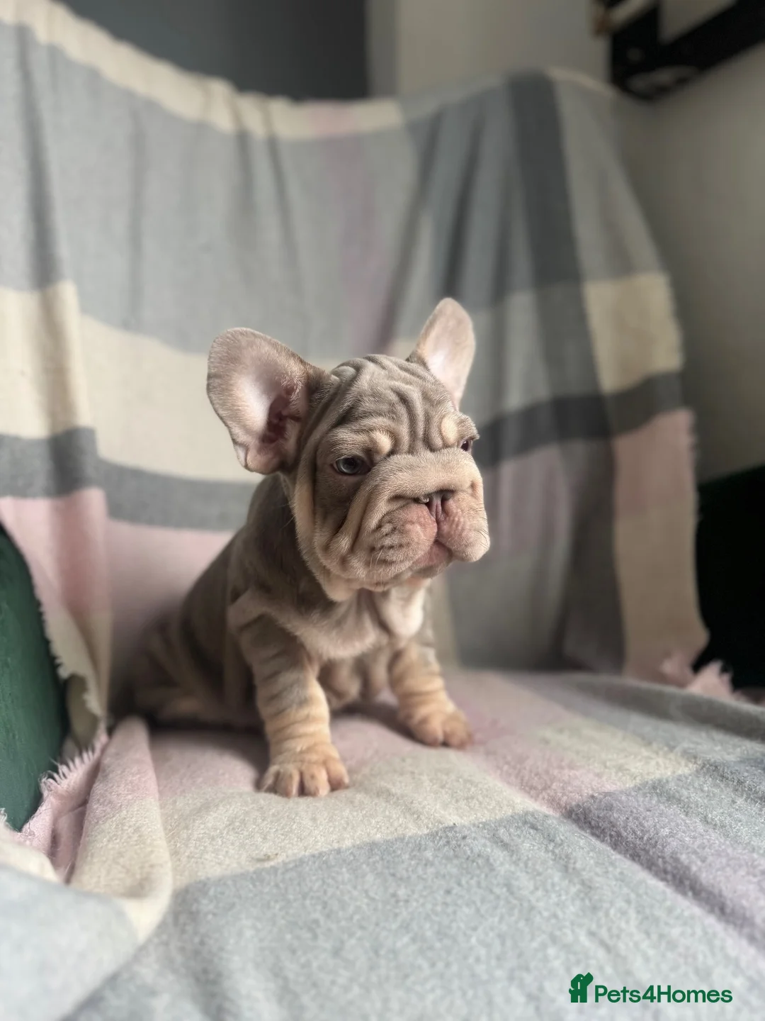 French Bulldog dogs for sale: FRENCHBULLDOG PUPPIES - Advert 1
