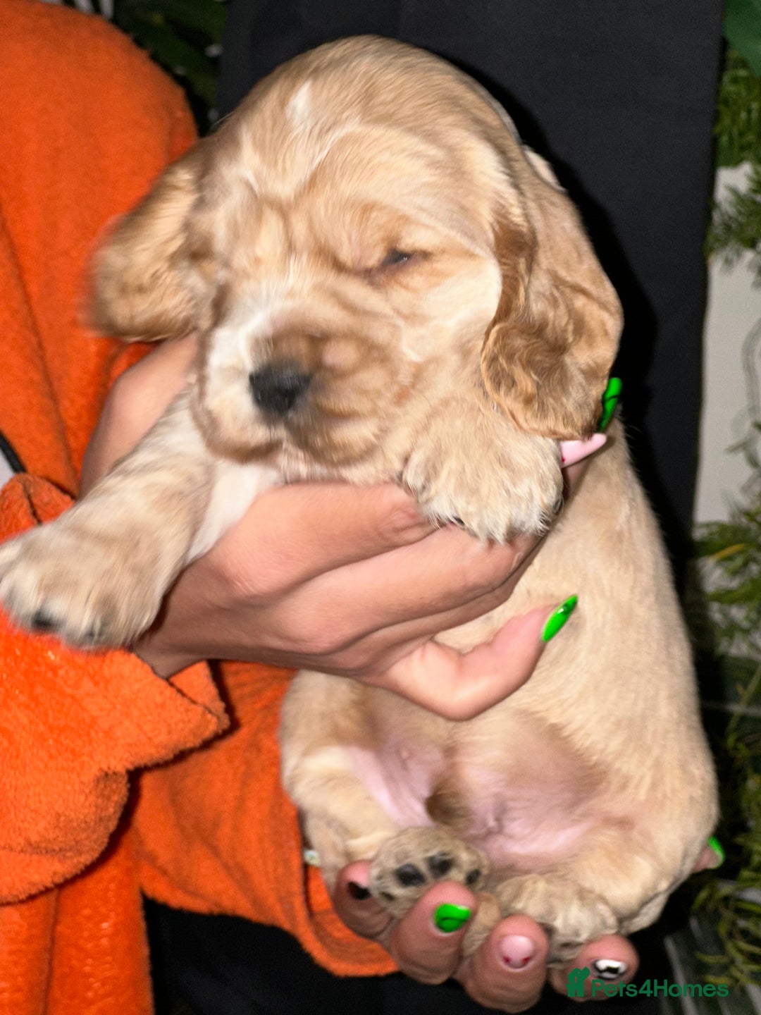 Cocker Spaniel dogs for sale: KC Stunning Golden Show-Type Cocker Spaniel  - Advert 10