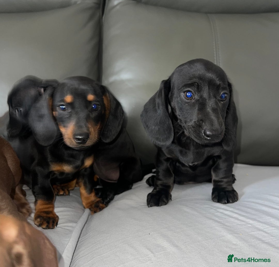 Dachshund dogs for sale: Mini dachshund puppies - Image 8