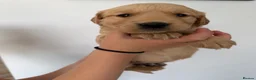 Golden Retriever dogs for sale: Golden Retriever puppies.  - Advert 6