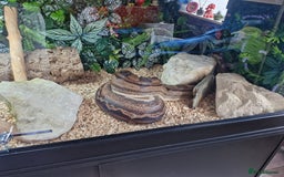 Boa Snake reptiles for sale: Female Boa Constrictor - Image 9