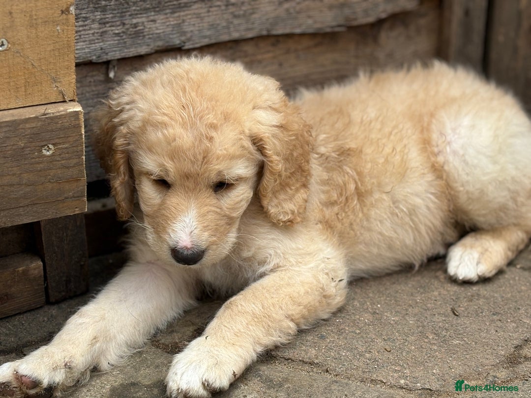 Labradoodle dogs for sale: F1B Labradoodles: available from Aug 2nd. in Uxbridge - Image 20
