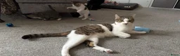 Mixed Breed cats for sale: 3 Beautiful Kittens Ready For New Homes - Advert 2