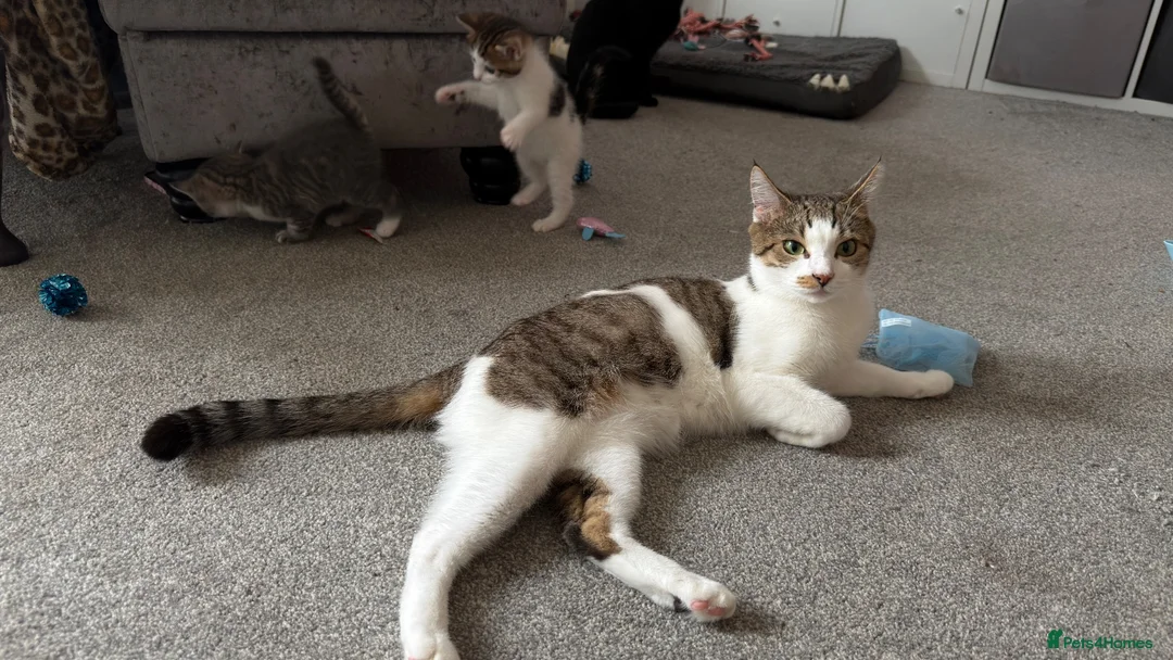 Mixed Breed cats for sale: 3 Beautiful Kittens Ready For New Homes - Advert 2