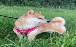 Japanese Shiba Inu dogs for sale: Stunning Japanese Shiba Inu Girl - Image 1