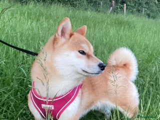 Japanese Shiba Inu dogs - Advert 26