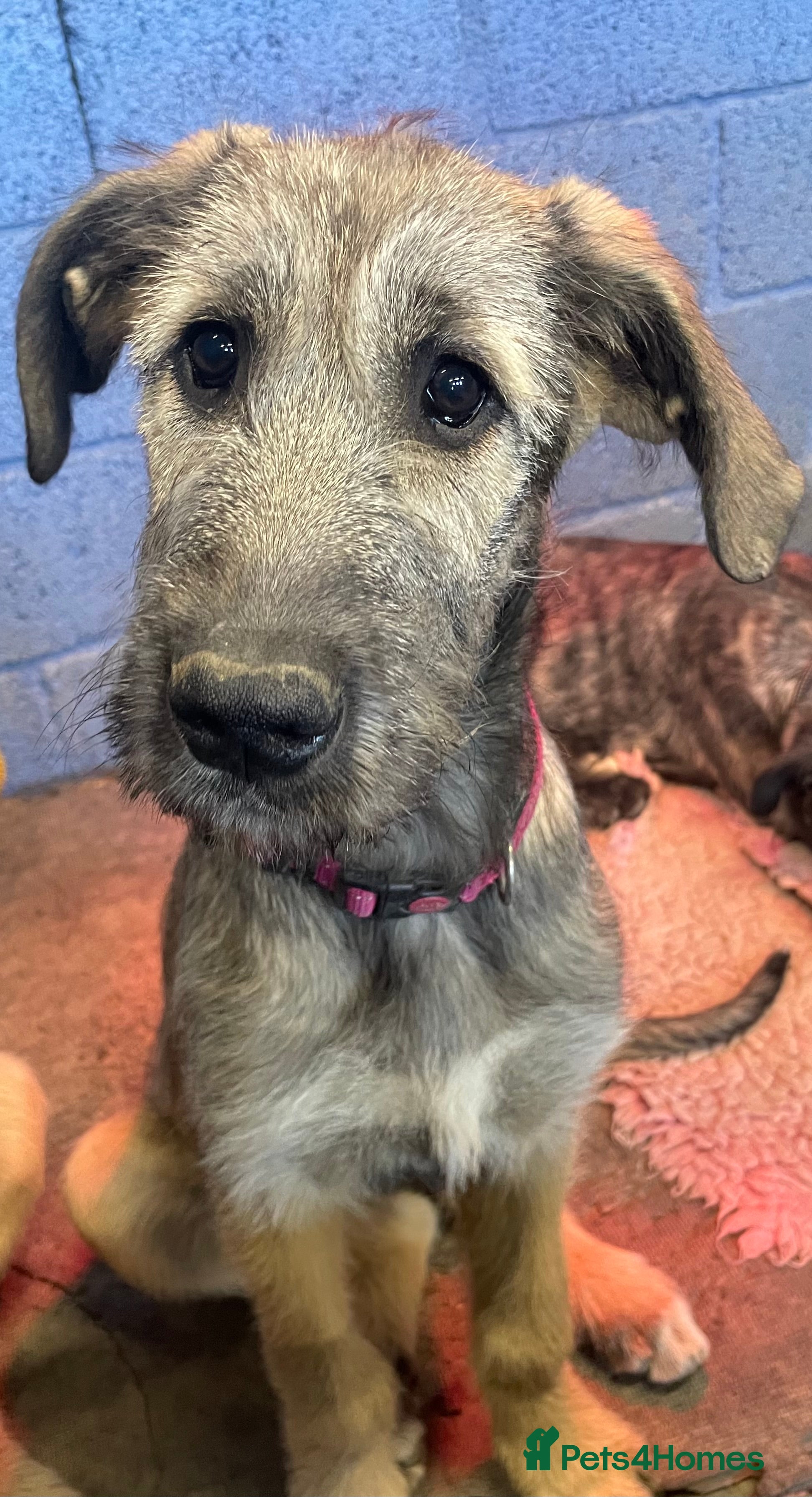 Irish Wolfhound dogs 2 girls ready to go 😍 - Advert 2