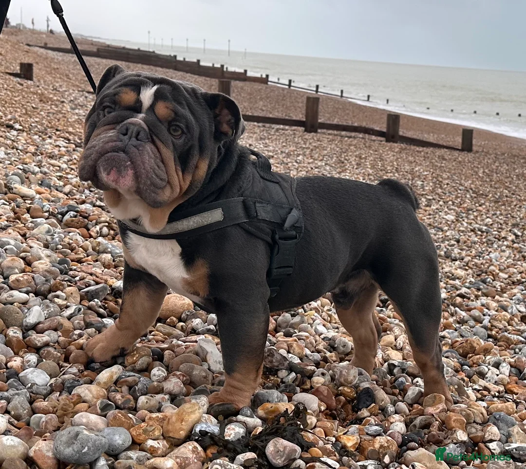 English Bulldog dogs for stud: Blue Tri stud boy  - Advert 6