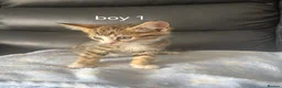 Mixed Breed cats for sale: Gorgeous ragdoll/sphynx X bengal kittens  in Washington - Advert 2