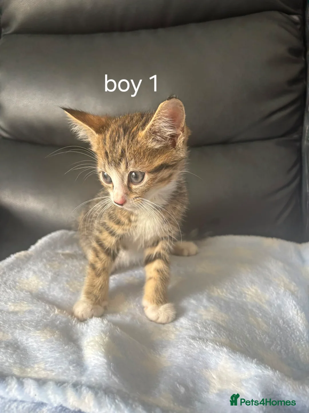 Mixed Breed cats for sale: Gorgeous ragdoll/sphynx X bengal kittens  in Washington - Advert 2