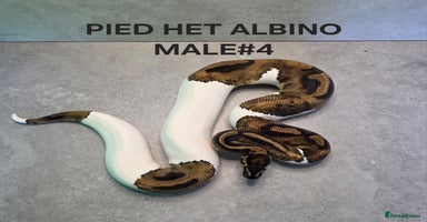 Python Snake reptiles - Advert 3