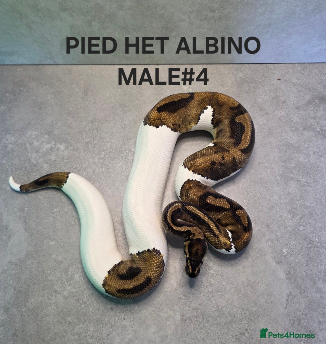 Python Snake reptiles for sale: Royal pythons - Image 2