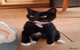 Mixed Breed cats for sale:  Black & White Kittens Looking for a Loving Home - Image 7