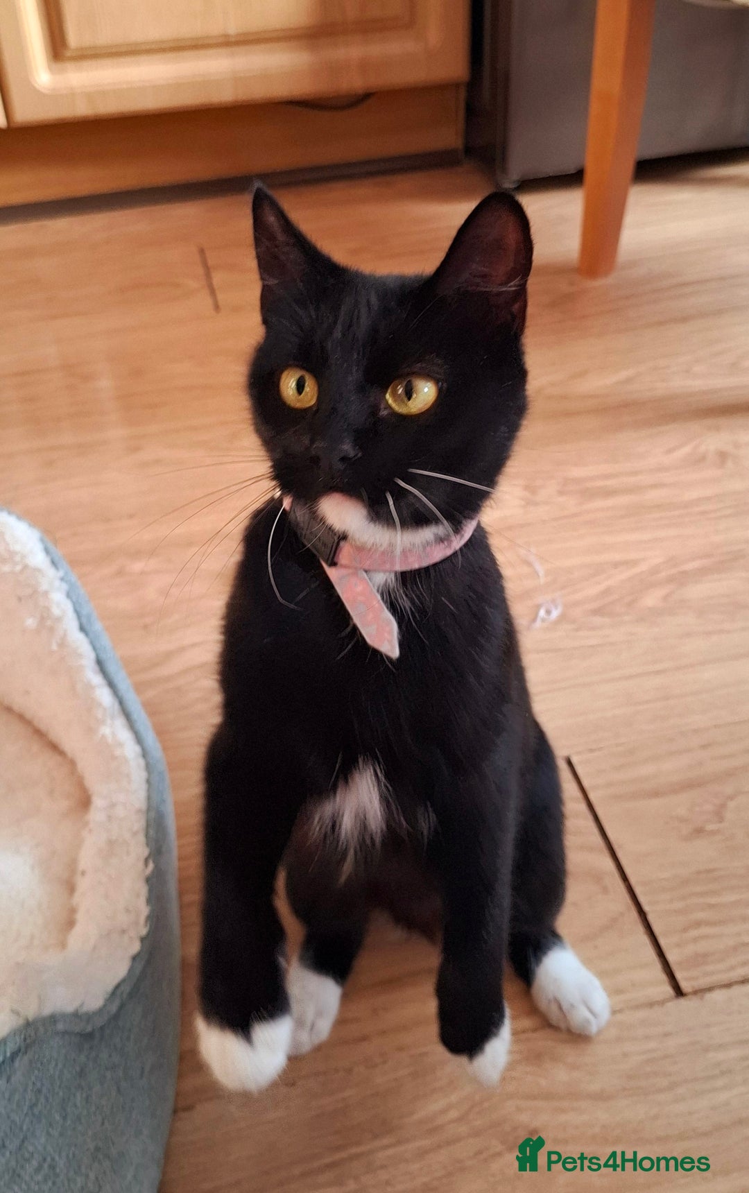 Mixed Breed cats for sale:  Black & White Kittens Looking for a Loving Home - Image 7