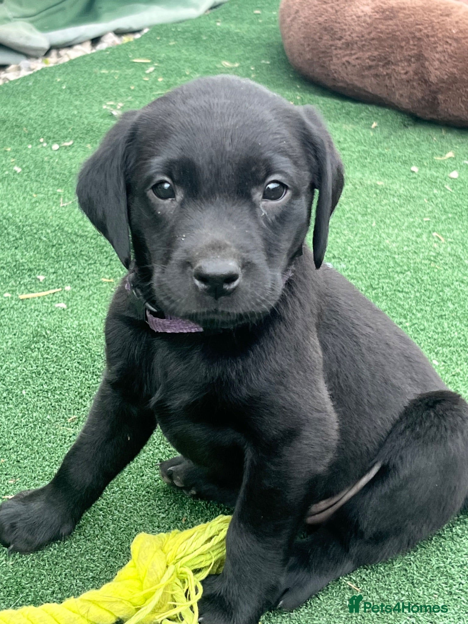 Labrador Retriever dogs Beautiful litter of KC black working Labradors  - Advert 5