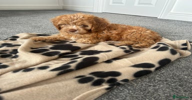 Cavapoo dogs - Advert 1