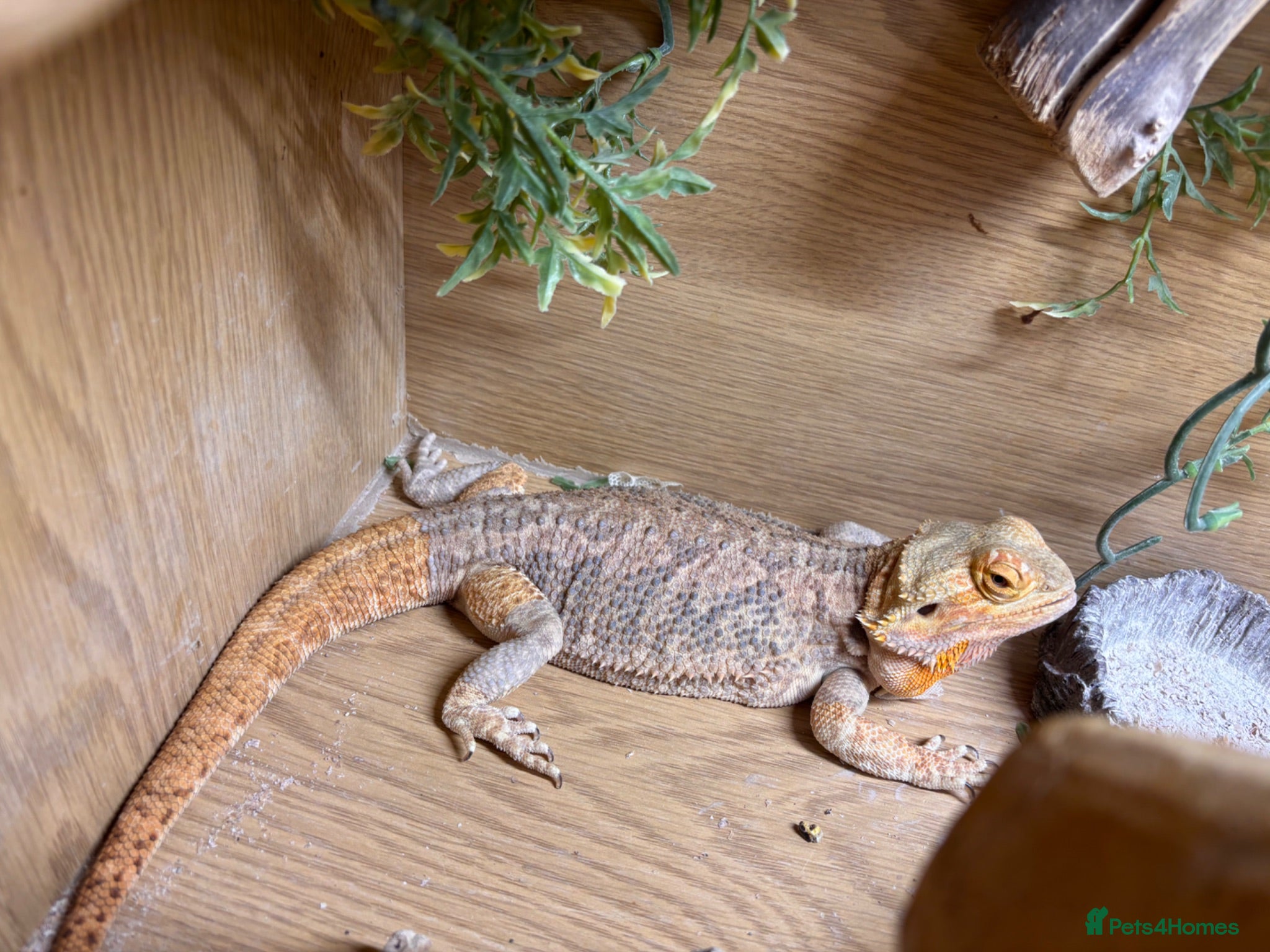 Bearded Dragon reptiles Male bearded dragon and setup - Advert 4