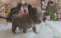 French Bulldog dogs for sale: Welcome to the Fluffy Crew 🥰 - Advert 6