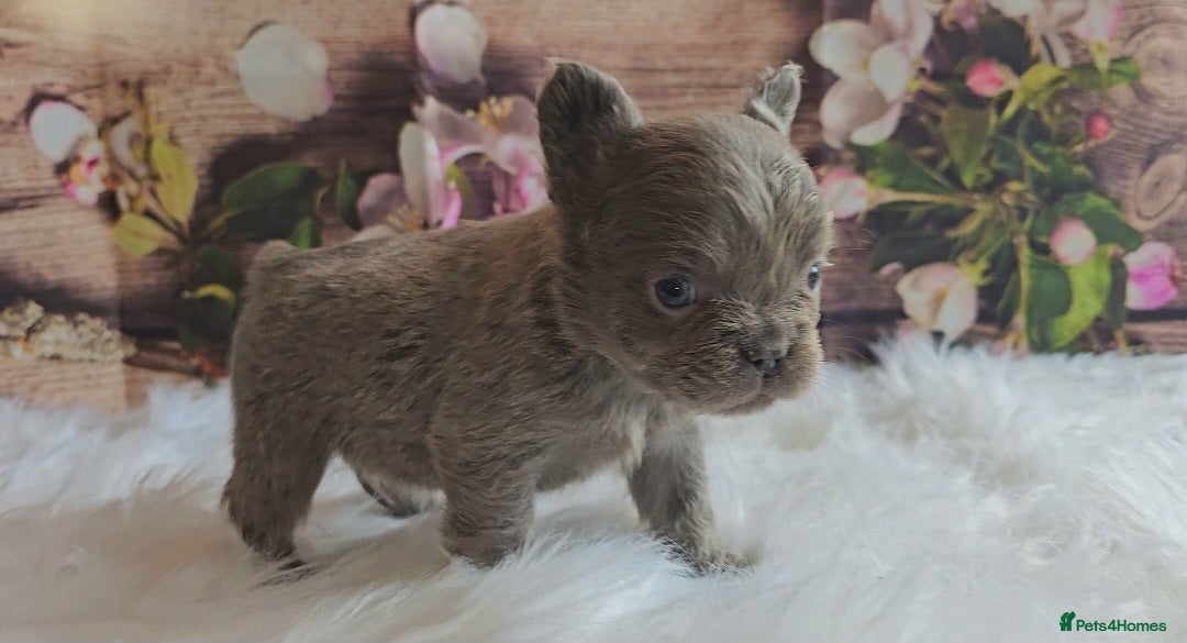 French Bulldog dogs for sale: Welcome to the Fluffy Crew 🥰 - Advert 6