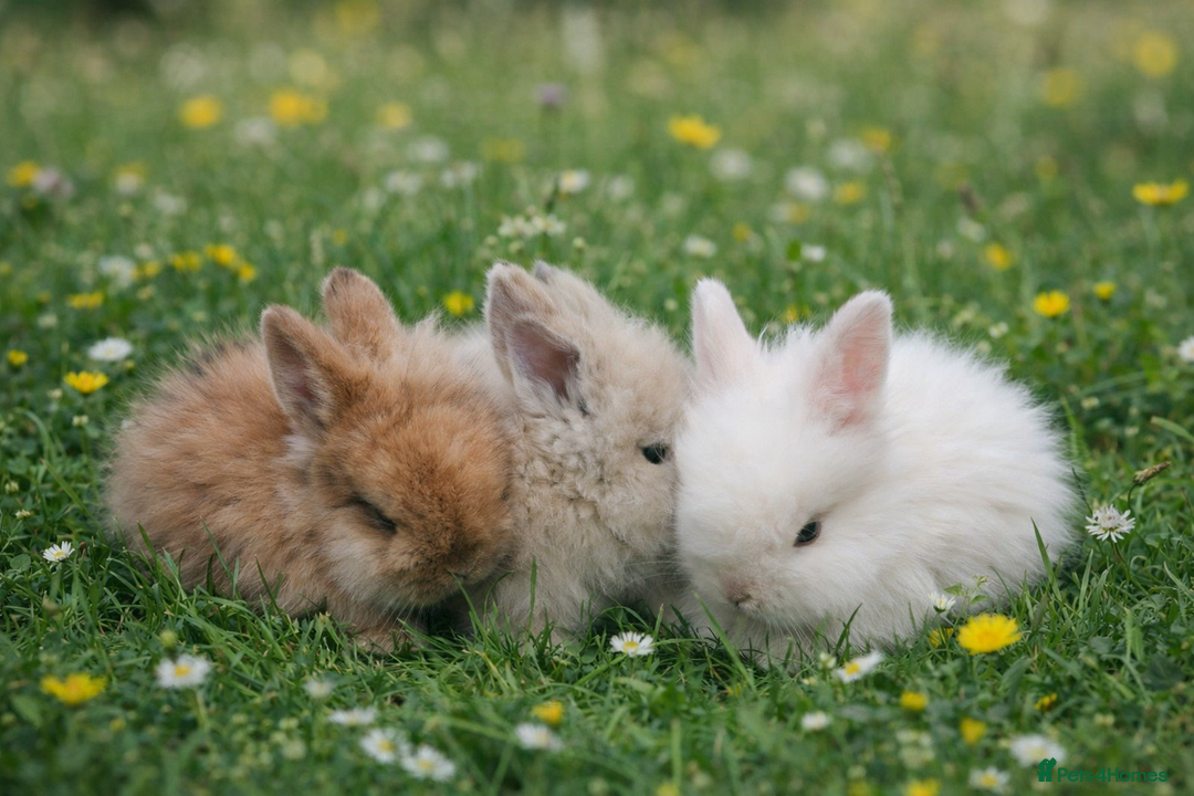 Lionhead rabbits for sale: Lionhead  - Advert 4