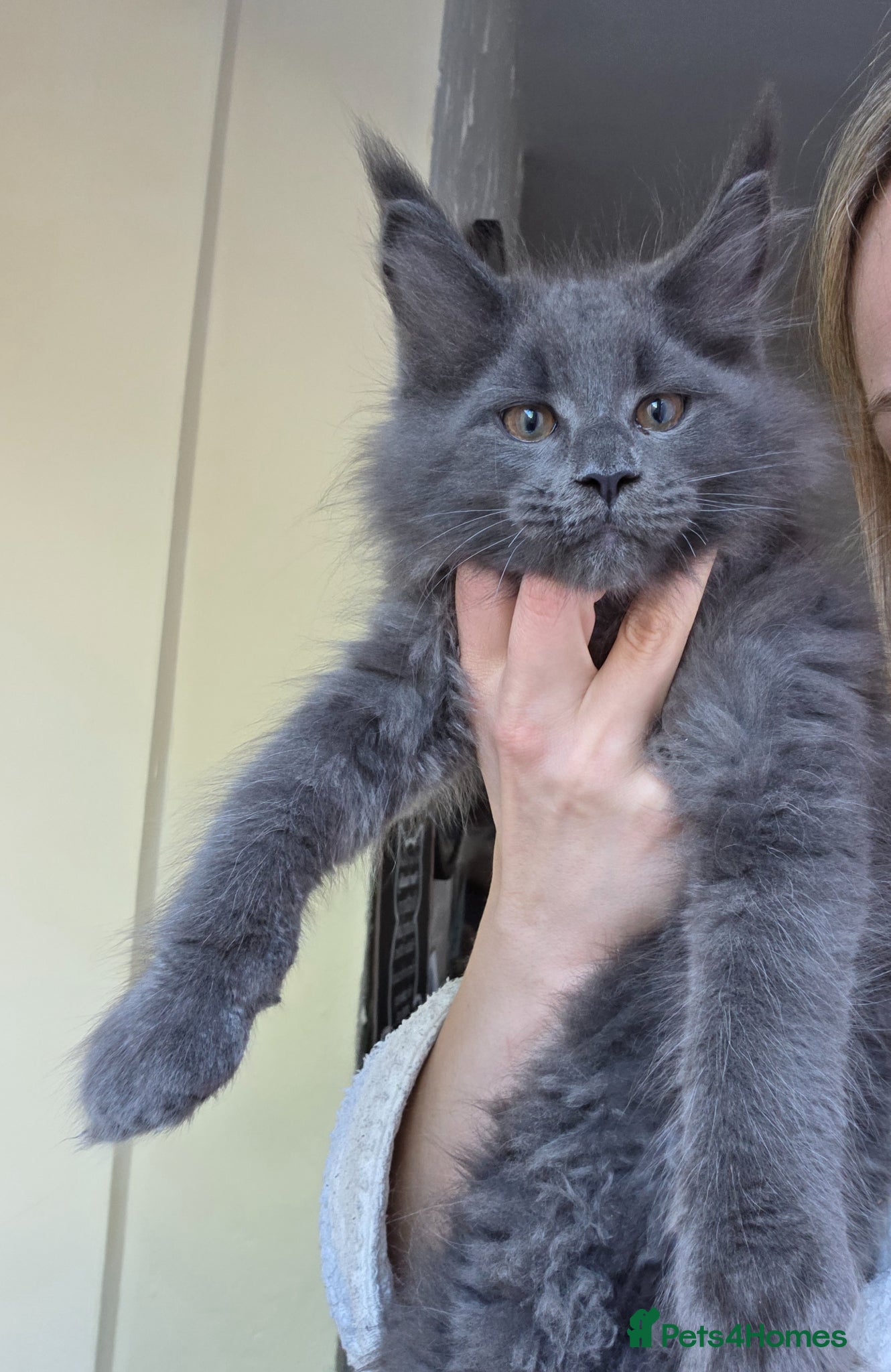 Maine Coon cats GCCF Gorgeous mainecoon kittens  - Advert 3