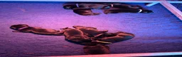 Labrador Retriever dogs for sale: 3 black dog puppies available - Advert 7