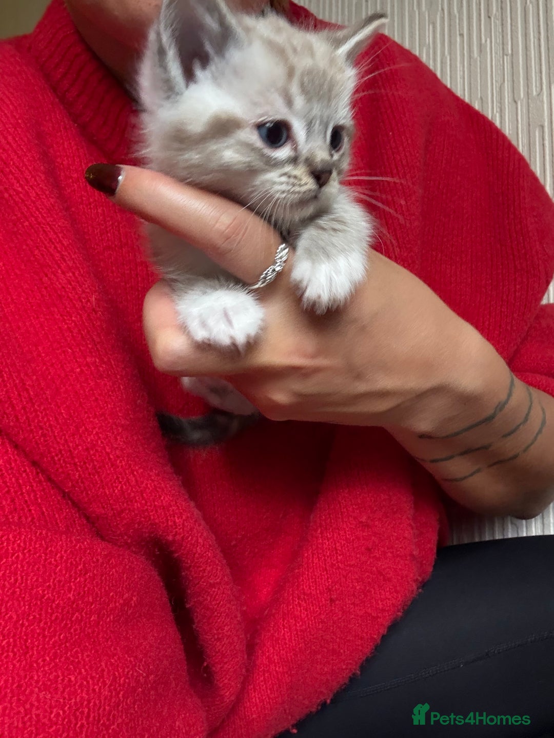 Ragdoll cats for sale: Ragdoll kittens - please read advert  - Image 8