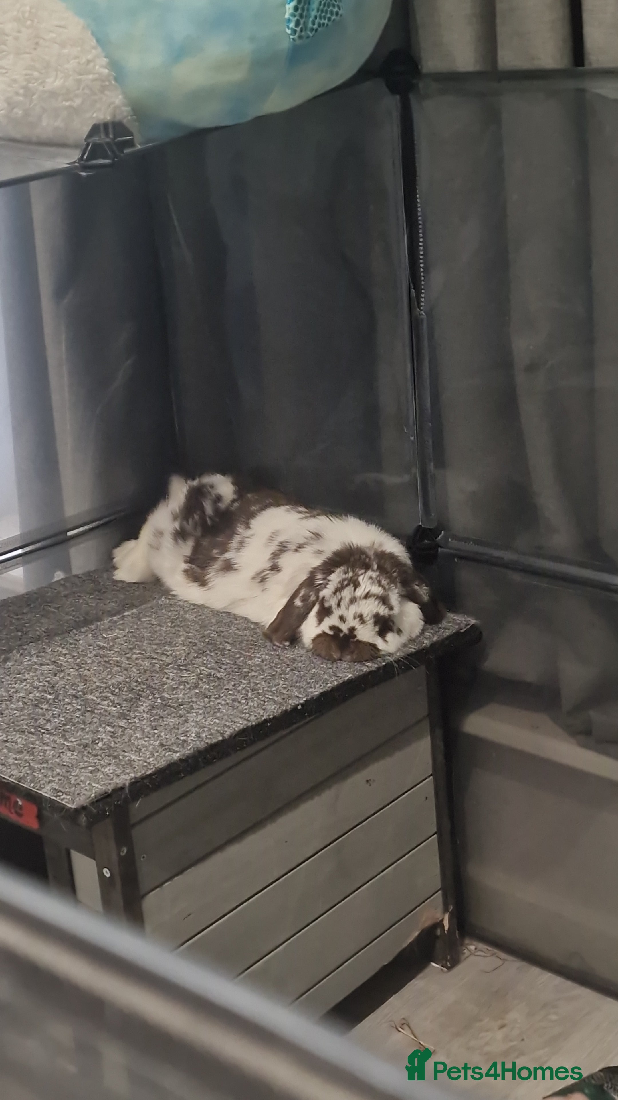 Mini Lop rabbits Eddie Mini Lop Rabbit (6 years old ) male  - Advert 1