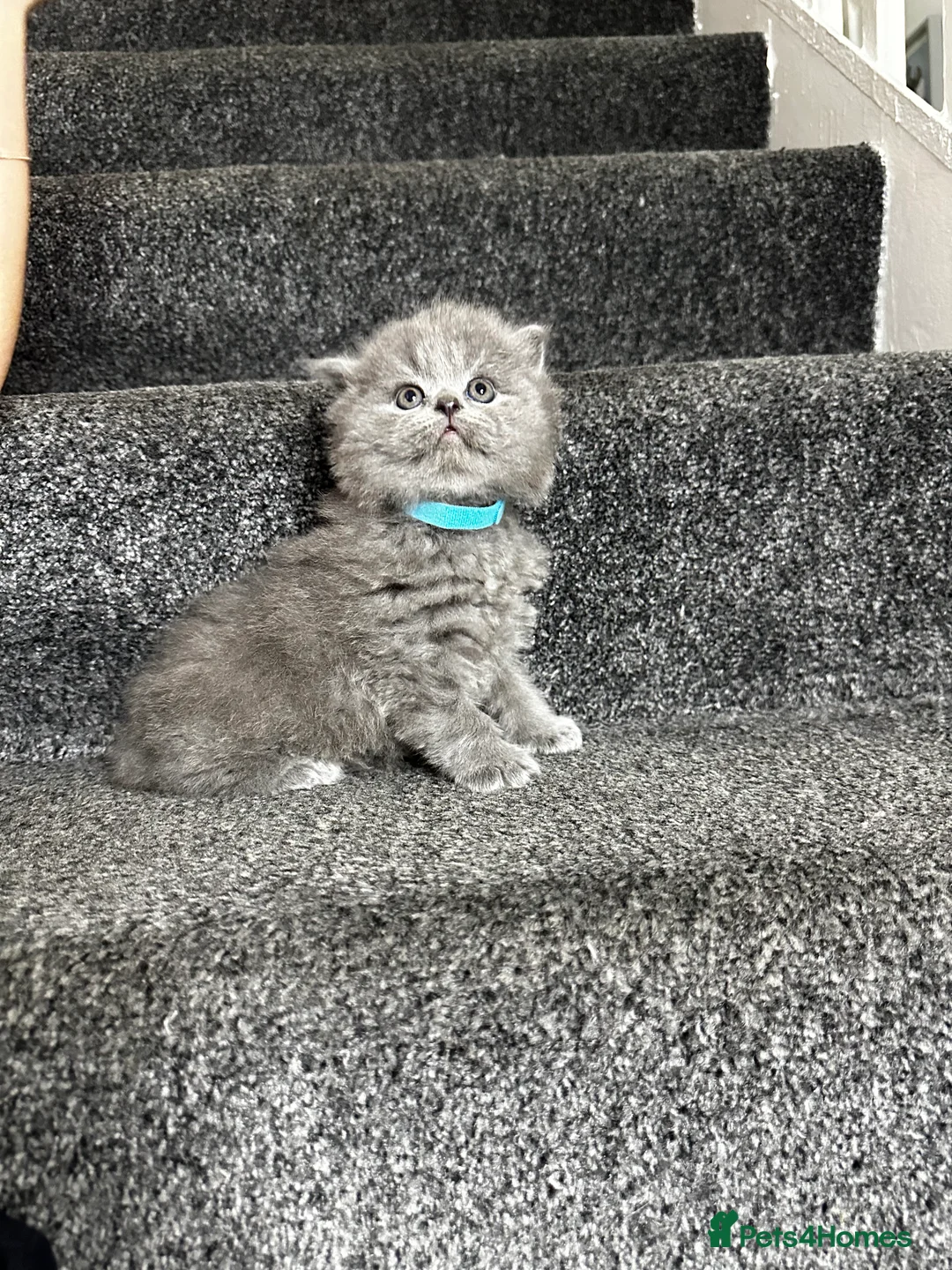 British Shorthair cats for sale: 3 Gorgeous British Shorthair Kittens  - Advert 1
