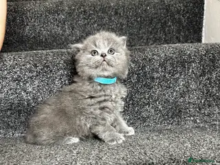 British Shorthair cats 3 Gorgeous British Shorthair Kittens - Advert 10