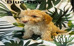Poodle dogs for sale: Lovely poodle puppies 🐕🐕🐕 ready to go now - Image 4