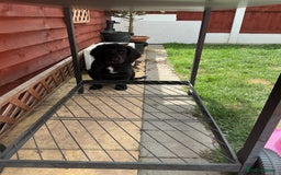Mixed Breed dogs for sale: Spangold retrievers in Stourport-on-Severn - Image 9