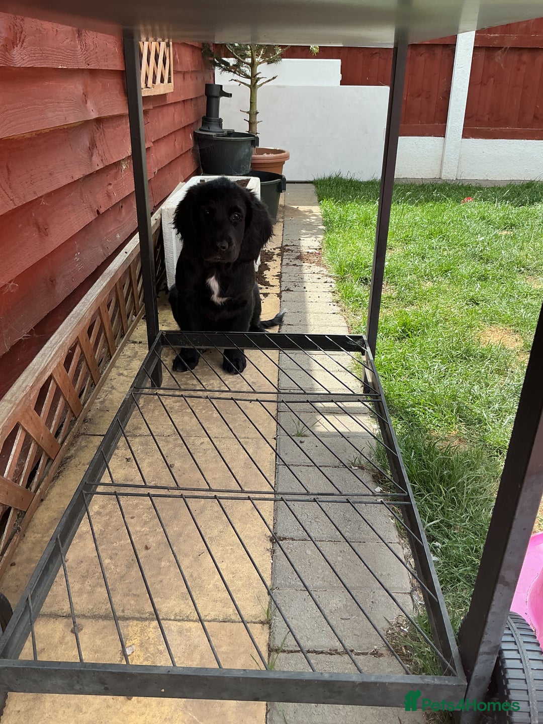 Mixed Breed dogs for sale: Spangold retrievers in Stourport-on-Severn - Image 9