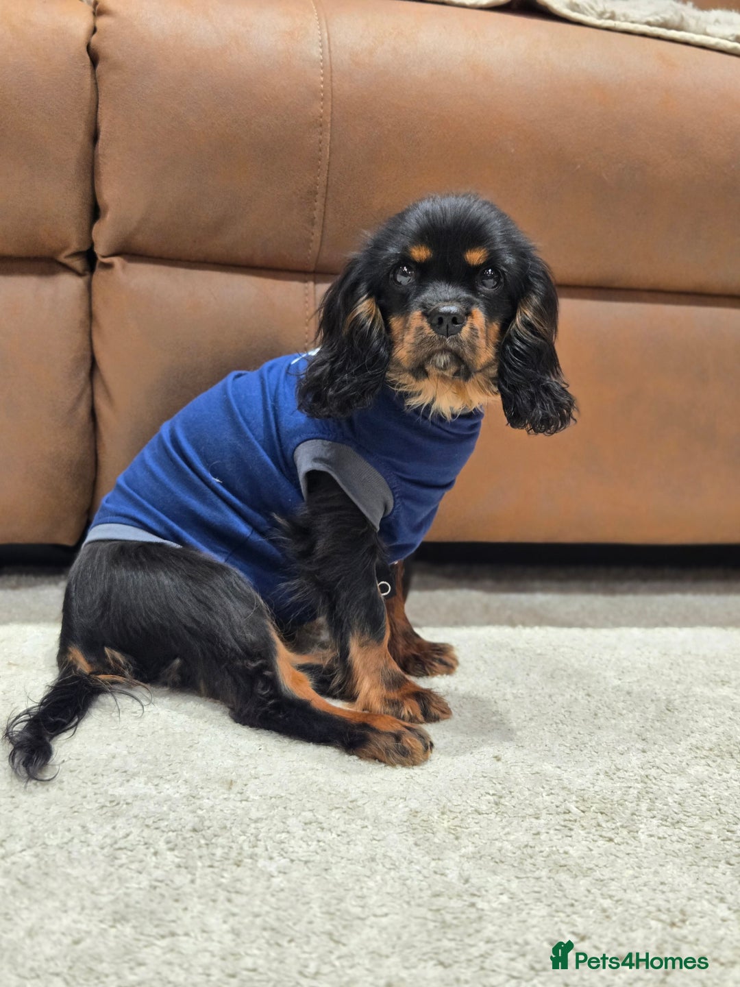 Cavalier King Charles Spaniel dogs for sale: KC Reg Black & Tan Cavalier Girl Puppy - Advert 5