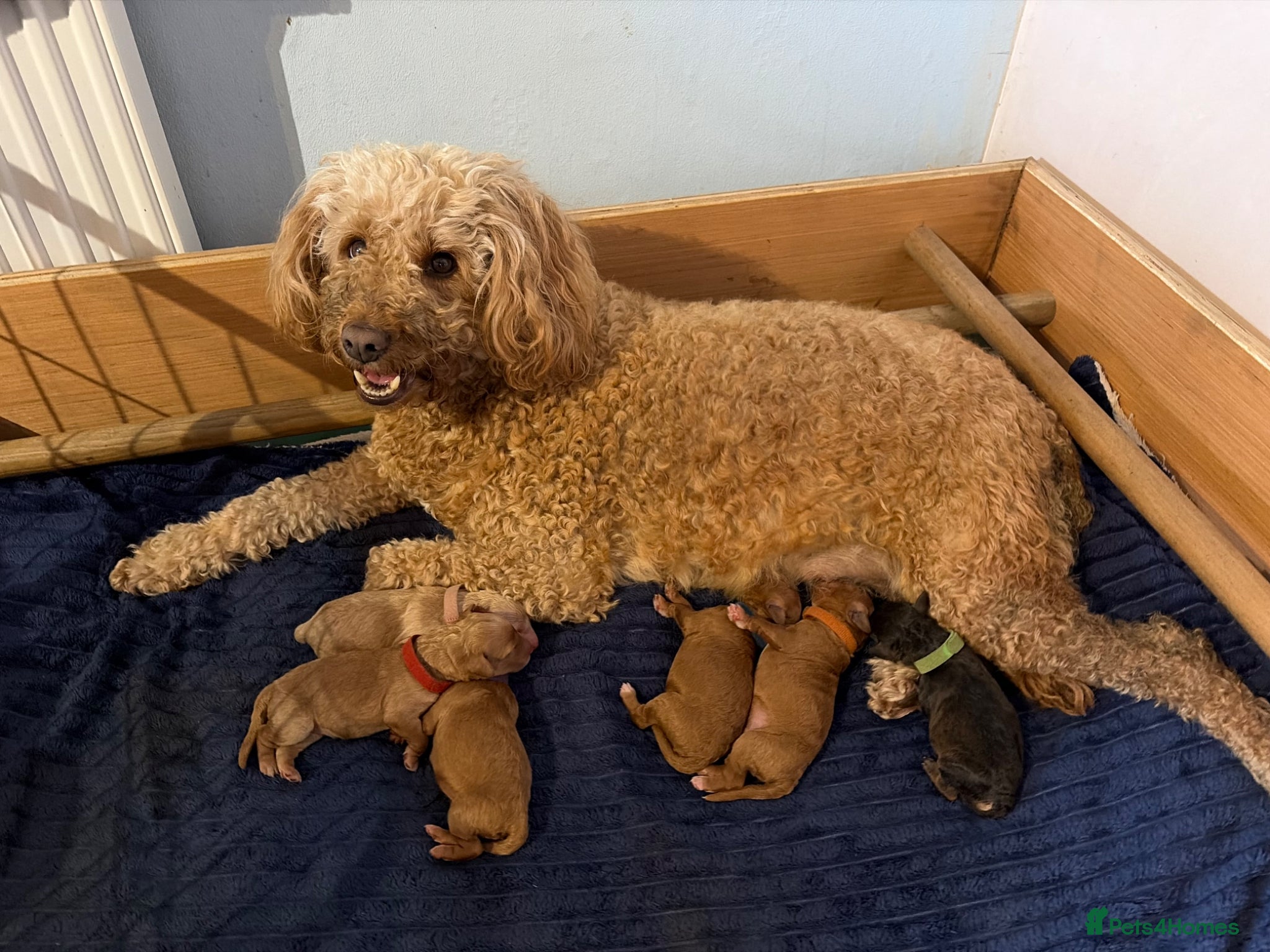 Labradoodle dogs for sale: Miniature labradoodle puppies  - Advert 1
