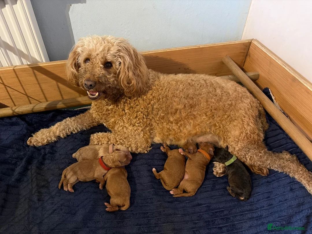 Labradoodle dogs for sale: Miniature labradoodle puppies  - Advert 1