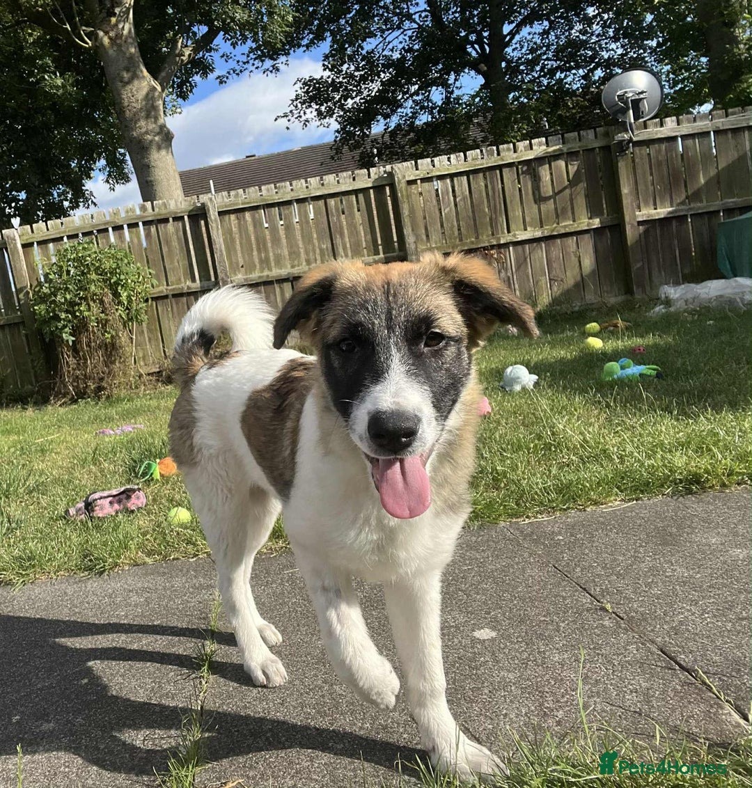 Mixed Breed dogs for adoption: Mica  - Image 1