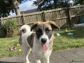 Mixed Breed dogs - Advert 12