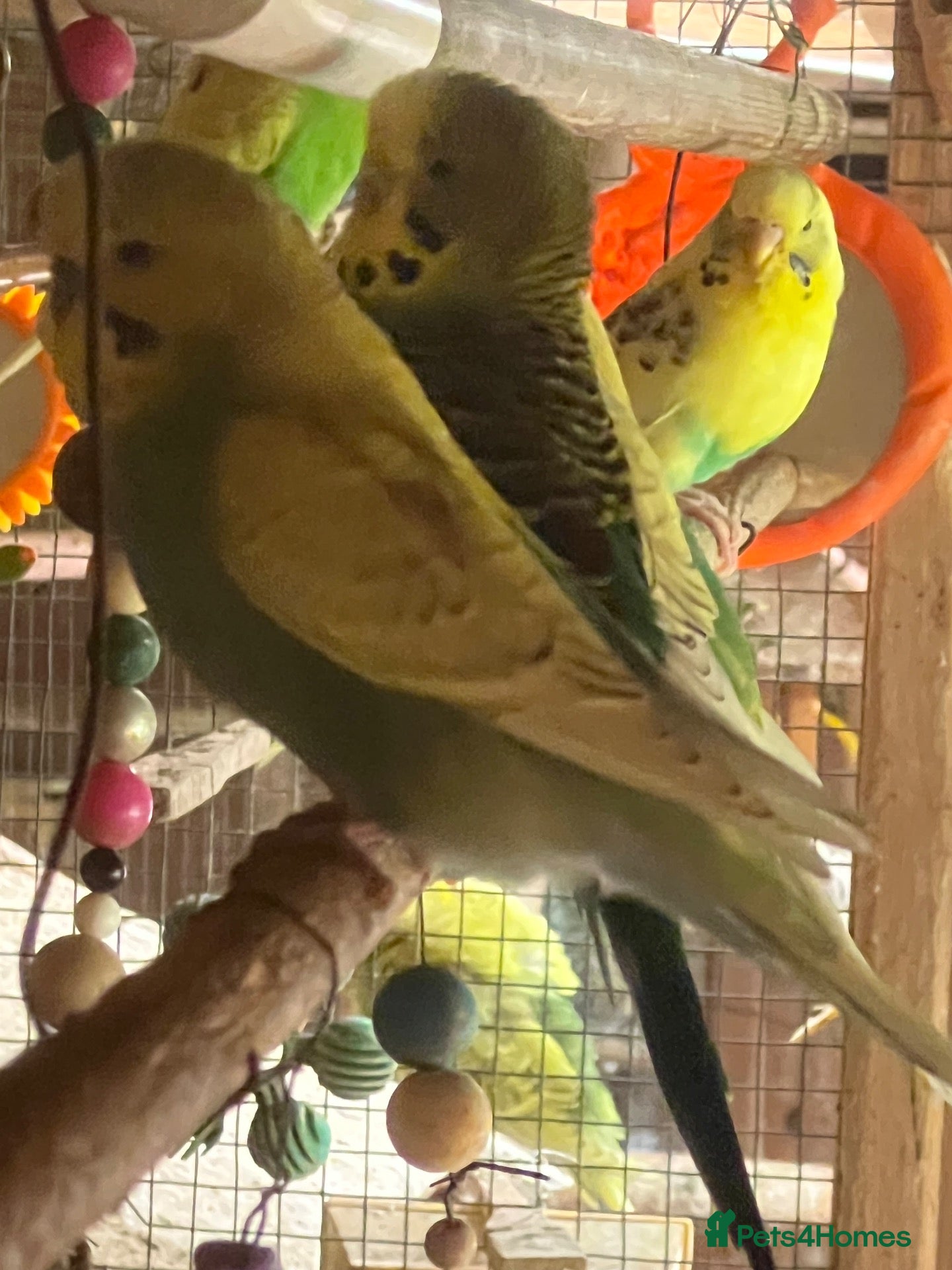 Budgerigars birds Birds - Advert 1