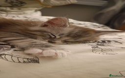 Maine Coon cats for sale: 🌟 Maine Coon Kittens Looking for Loving Homes 🌟 - Image 8