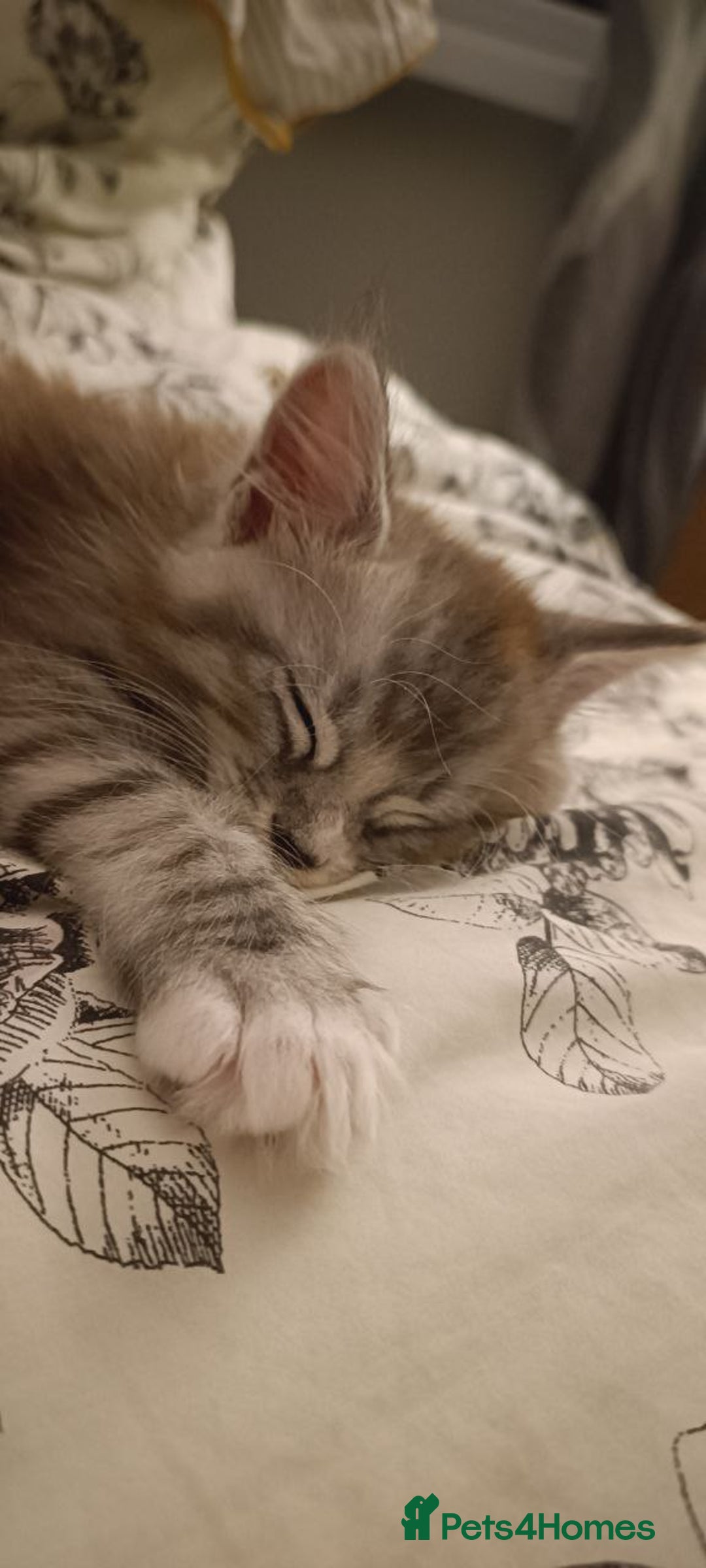 Maine Coon cats for sale: 🌟 Maine Coon Kittens Looking for Loving Homes 🌟 - Image 8