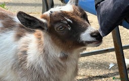Goats livestock for sale: Gorgeous Chocolate & White Female Baby Pigmy - Image 4