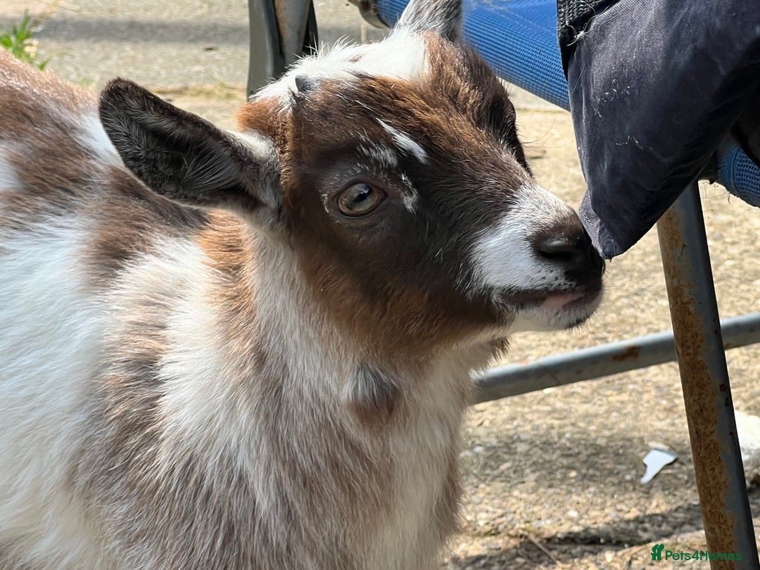 Goats livestock for sale: Gorgeous Chocolate & White Female Baby Pigmy - Image 4