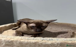 Siamese cats for sale: Handsome Seal Point Male - Active Register - Image 8