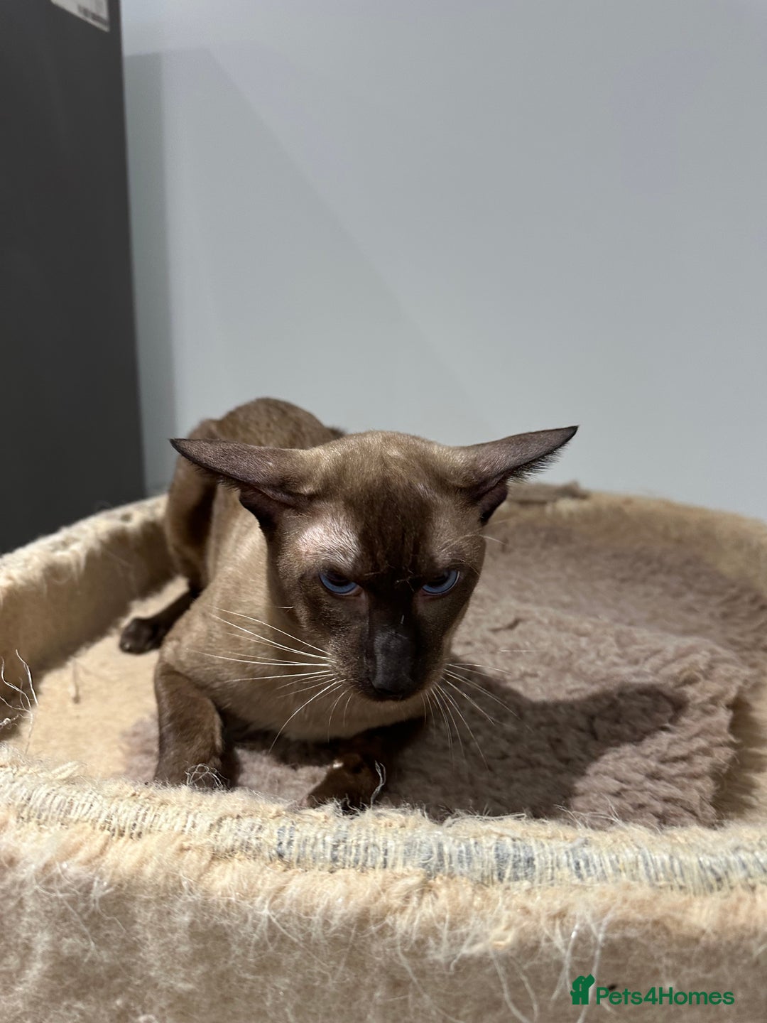 Siamese cats for sale: Handsome Seal Point Male - Active Register - Image 8