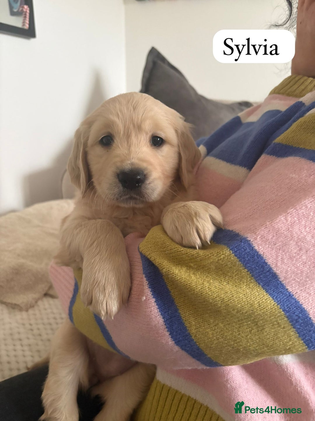Golden Retriever dogs for sale: Golden Retriever Puppies For Sale - Advert 3