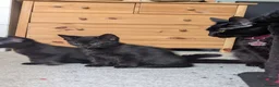 Mixed Breed cats for sale: 3 black kittens ready now in Chesterfield - Advert 2