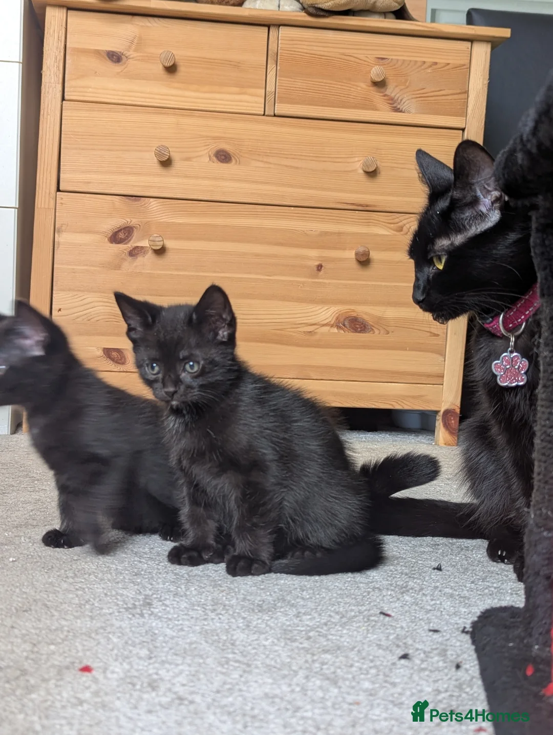 Mixed Breed cats for sale: 3 black kittens ready now in Chesterfield - Advert 2