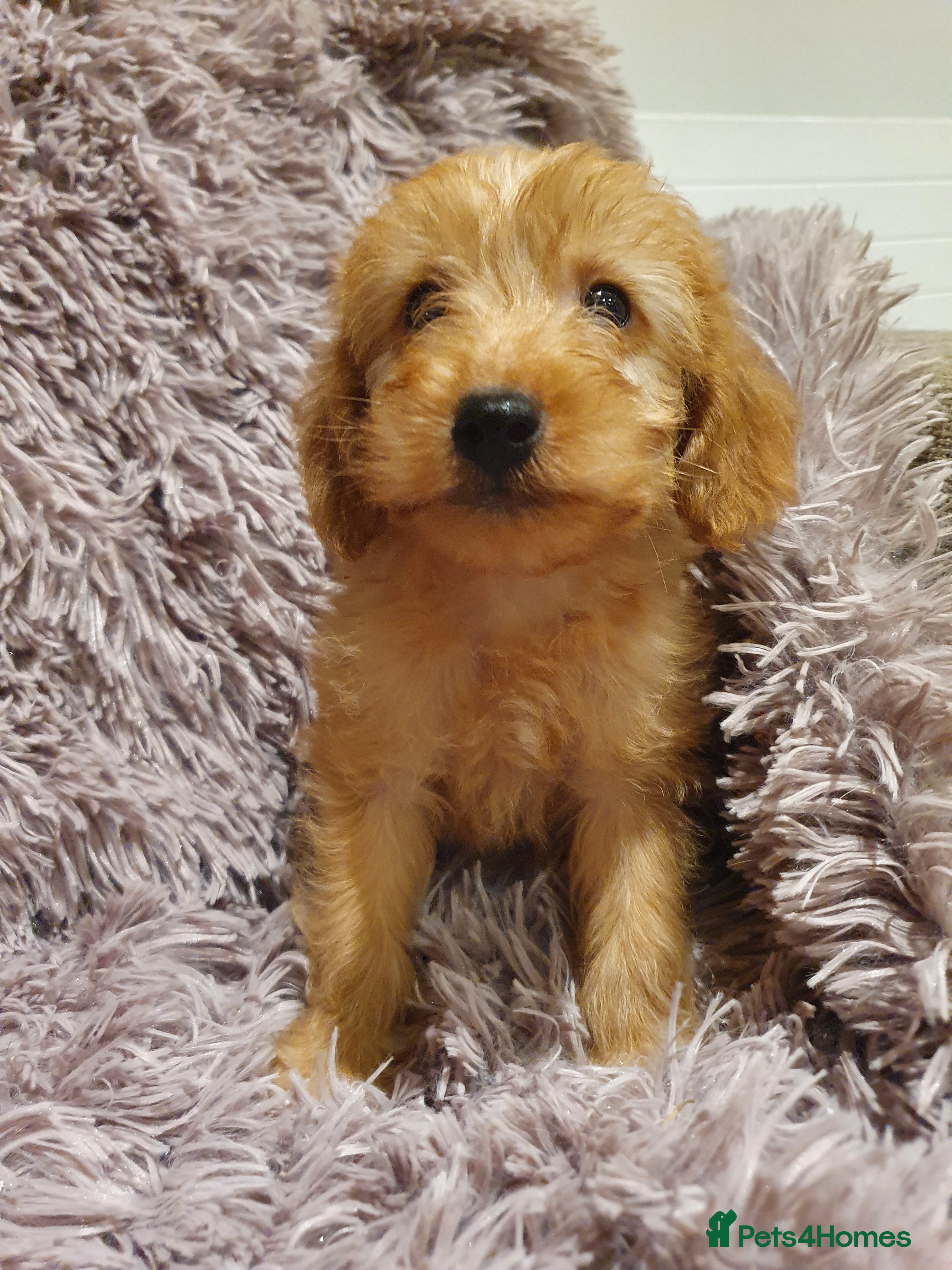 Labradoodle dogs Adorable litter of miniature labradoodles  - Advert 1